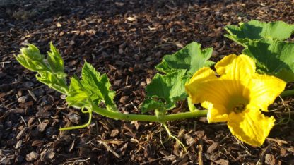 buttercup pumpkin flower