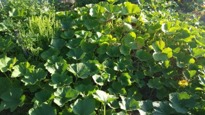 buttercup pumpkin patch