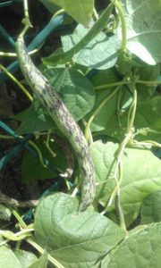 rattlesnake beans pic