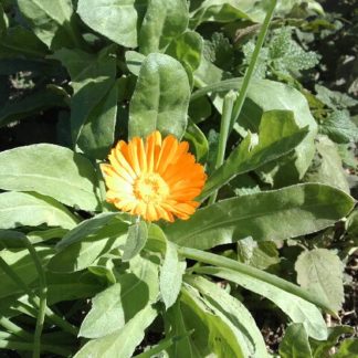 calendula flower