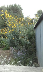 jerusalem artichoke flowers