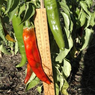 joeEparker chilli next to ruler