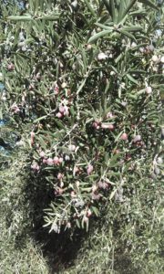 wild olive tree with fruit
