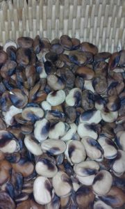 Red Seeded Peruvian beans drying in basket
