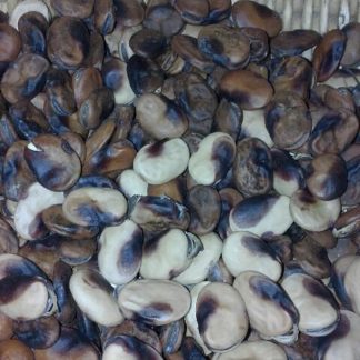 Red Seeded Peruvian beans drying in basket