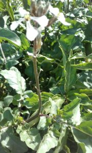 salad rocket up close