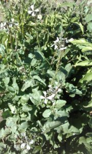 rocket plants with flowers