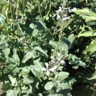 rocket plants with flowers