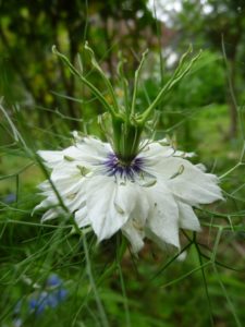 Nigella Flower