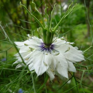 Nigella Flower