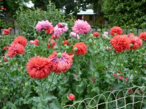 Peonie Poppies