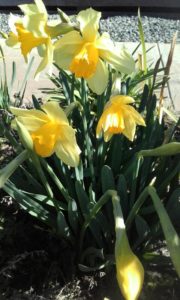 Daffodils - Spring has Sprung