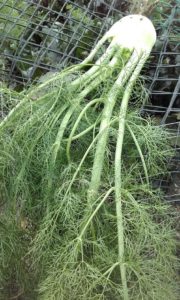 florence_fennel