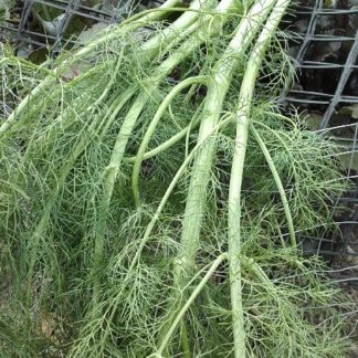 florence_fennel