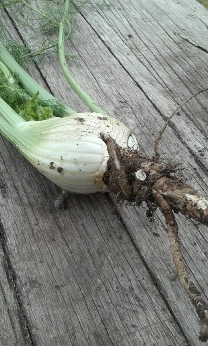 florence_fennel2