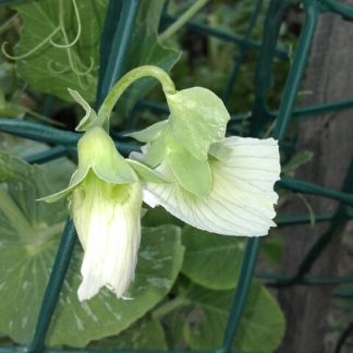 pea flower