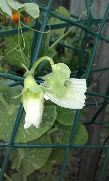 pea flower