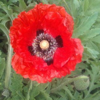 flanders_poppy