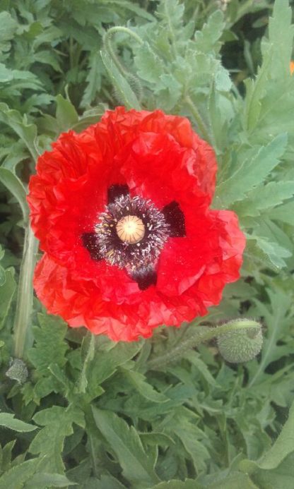 flanders_poppy