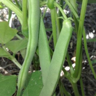 Bush Bean:  Zagreb Soldier