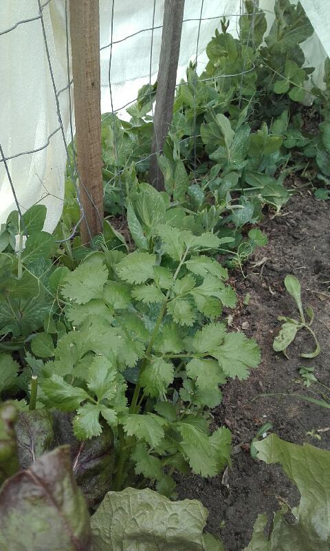 veggies_growing_under_a_curtain