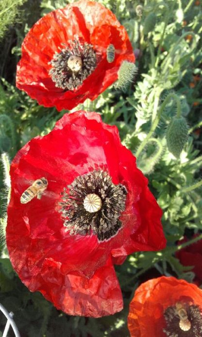 Flanders Poppies