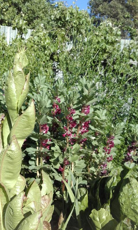 Radicchio and Broadbeans