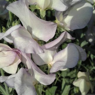 Ruth's Sweet Pea