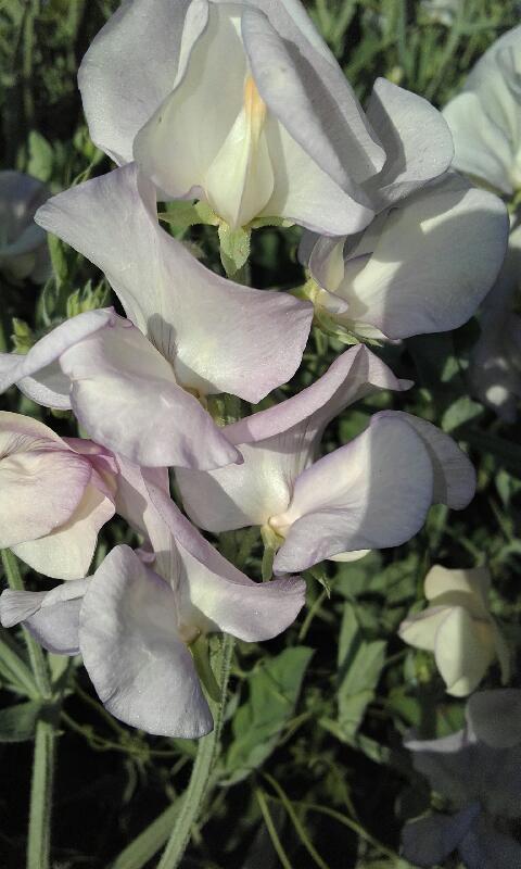 Ruth's Sweet Pea