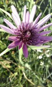 Salsify