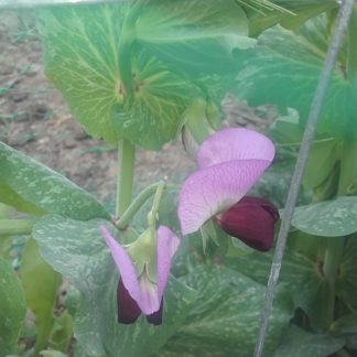 Snow Pea Haw Lan Do