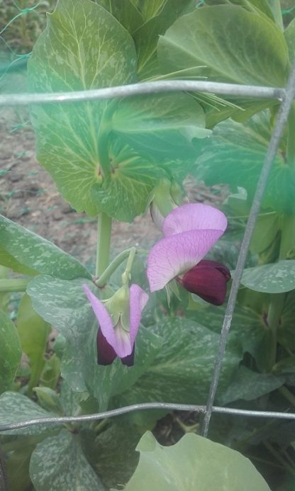 Snow Pea Haw Lan Do