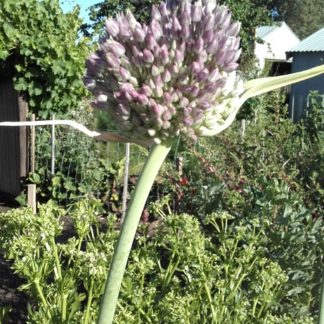 Russian Garlic ( Elephant Garlic) Allium Ampeloprasum