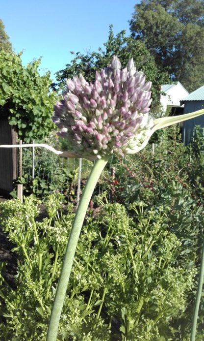 Russian Garlic ( Elephant Garlic) Allium Ampeloprasum