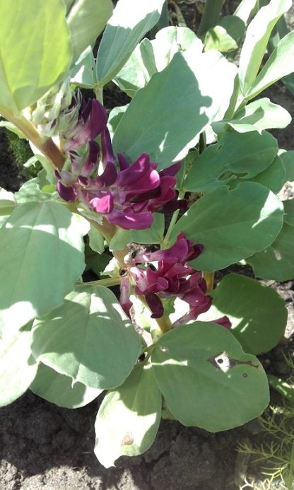 Red Flower Broad Bean
