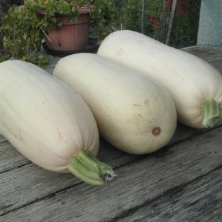 Marrow: Australian White