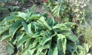 Comfrey