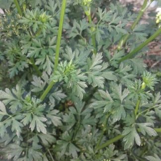 Curly Parsley