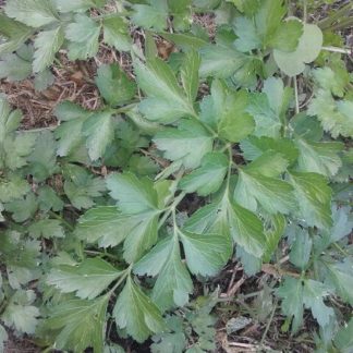 Italian Parsley- Continental/ Flat leaf