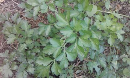 Italian Parsley- Continental/ Flat leaf