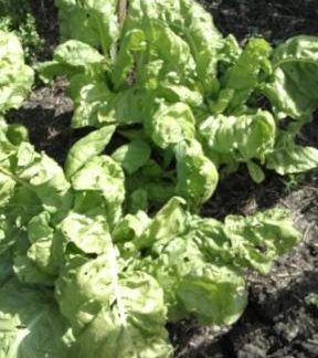 Silverbeet Lucullus