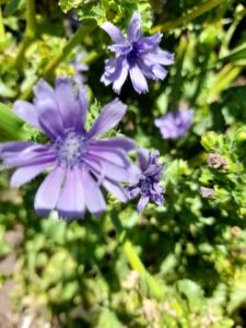 endive flower