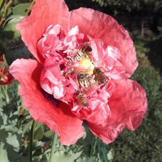 Peony Poppy- Semi Double