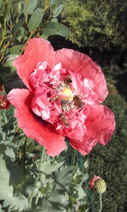 Peony Poppy- Semi Double