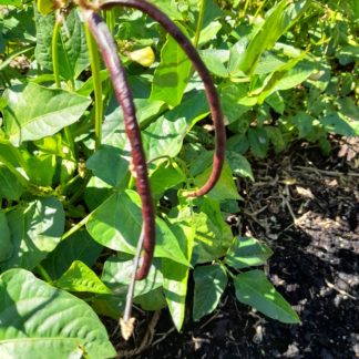Snake Bean. Burgundy