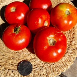 Tomato E S 58