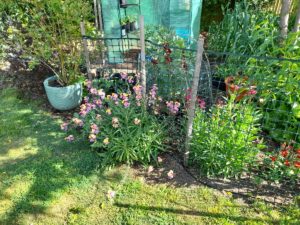 blue berry pot and green house