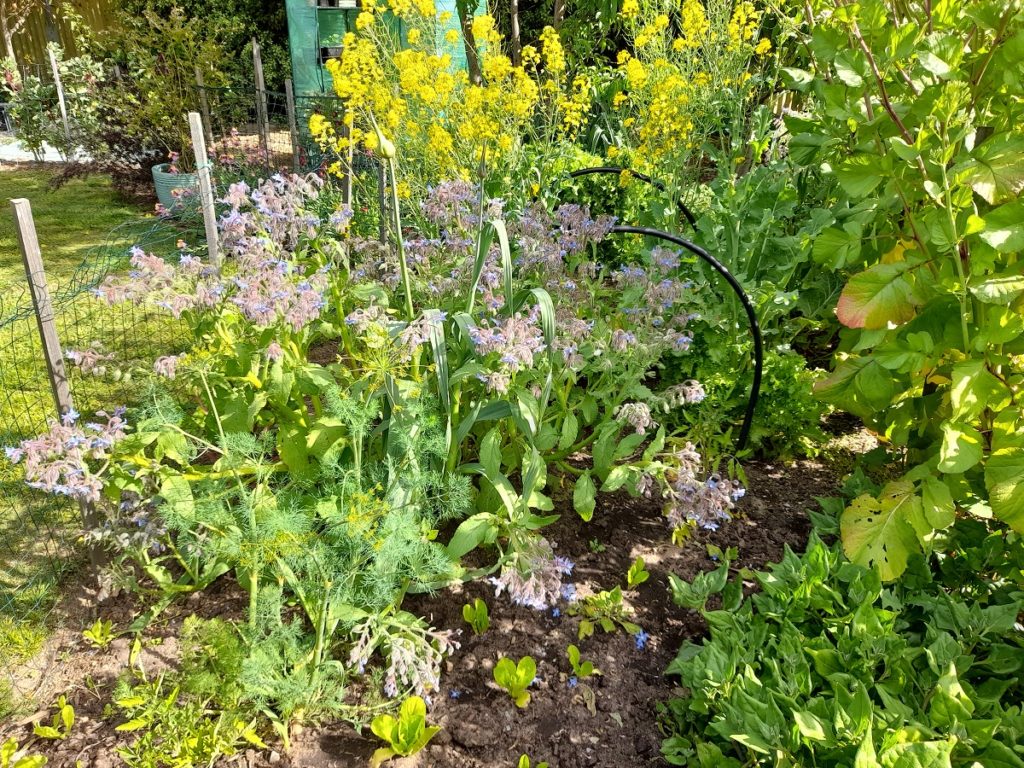 self-sown herbs