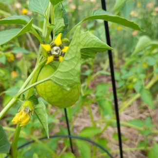 Tomatillo, Mexican Green Tomato