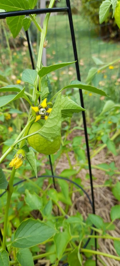 Tomatillo, Mexican Green Tomato